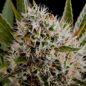 Семена Nirvana Seeds Lithium OG Kush (Феминизированные)