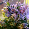 Aurora Indica (Феминизированные)