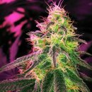 Nirvana Seeds BlackJack (Феминизированные)