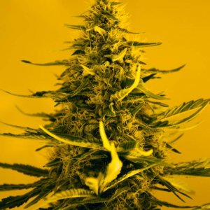 Семена Nirvana Seeds White Widow (Феминизированные)