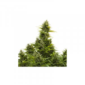 Семена Buddha Seeds Medikit Auto (Автоцветущие феминизированные)