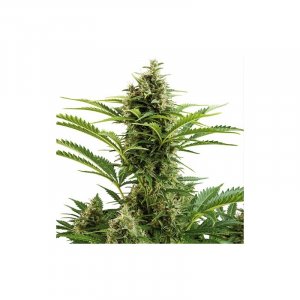 Семена Buddha Seeds Vesta (Автоцветущие феминизированные)