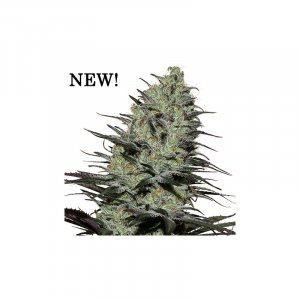 Семена Buddha Seeds Morpheus (Феминизированные)