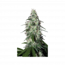 Buddha Seeds Pulsar (Феминизированные)