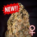 KC Brains Diamond Queen Kush <sup>®</sup> (Автоцветущие феминизированные)
