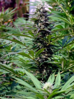 Семена KC Brains T.N.R. <sup>®</sup> (Феминизированные)