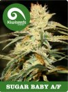 Sugar Baby AF (Автоцветущие феминизированные)