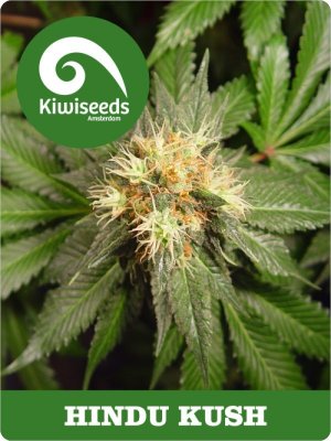 Семена Kiwi Seeds Hindu Kush (Обычные)