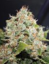 BCN Sour Diesel (Феминизированные)