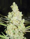 Medical Seeds 1024 (Феминизированные)