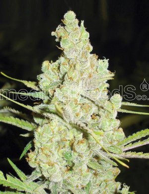 Семена Medical Seeds 1024 (Феминизированные)
