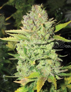 Семена Medical Seeds Devil Fruit (Феминизированные)