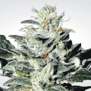 Семена Paradise Seeds Sensi Star (Феминизированные)