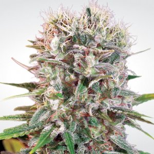 Семена Paradise Seeds Wappa (Феминизированные)