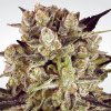 Durga Mata ll CBD (Феминизированные)
