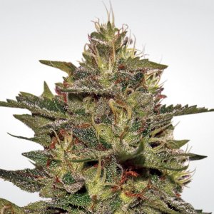 Семена Paradise Seeds Original Cheese (IBL) (Феминизированные)