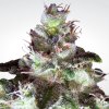 Original White Widow (IBL) (Феминизированные)