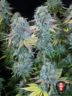 Семена Serious Seeds Serious Happiness (Феминизированные)