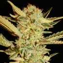 Serious Seeds Bubble Gum (Феминизированные)