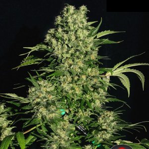 Семена Serious Seeds Chronic (Обычные)