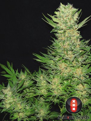 Семена Serious Seeds Double Dutch (Феминизированные)