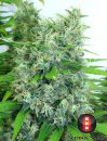 Serious Seeds Kali Mist (Феминизированные)