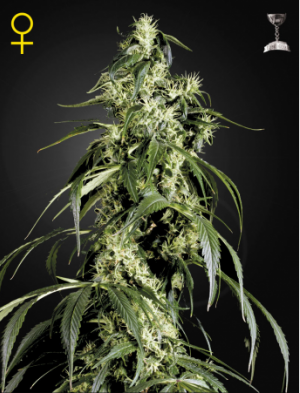 Семена Green House Seed Co. Arjan's Haze #1 (Феминизированные)