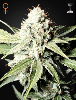 Семена Green House Seed Co. Great White Shark (Феминизированные)