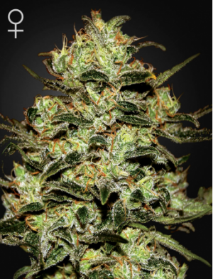 Семена Green House Seed Co. Moby Dick (Феминизированные)