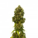 Kannabia Seeds Swiss Dream Auto CBD (Автоцветущие феминизированные)