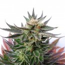 Kannabia Seeds Sativa Dream (Феминизированные)