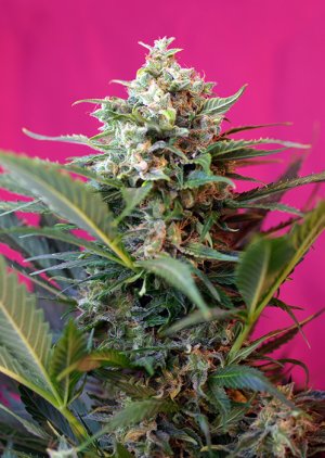 Семена Sweet Seeds Big Devil XL Auto ® (Автоцветущие феминизированные)