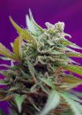 Sweet Seeds Black Jack Auto ® (Автоцветущие феминизированные)