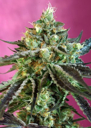 Семена Sweet Seeds Sweet Nurse Auto CBD ® (Автоцветущие феминизированные)