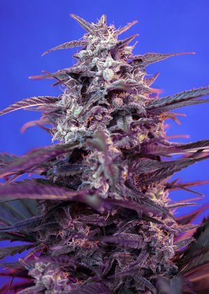 Семена Sweet Seeds Bloody Skunk Auto ® (Автоцветущие феминизированные)