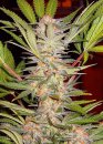Sweet Seeds S.A.D. Sweet Afgani Delicious F1 Fast Version ® (Феминизированные)