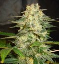 World of Seeds Afghan Kush Ryder (Автоцветущие обычные)