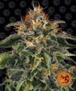 Barney's Farm Seeds Moby Dick (Феминизированные)