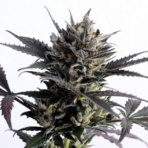 Семена Kannabia Seeds Lemon Haze Auto (Автоцветущие феминизированные)