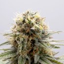 Kannabia Seeds GSC (Феминизированные)