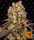 Barney's Farm Seeds Runtz Muffin (Обычные)