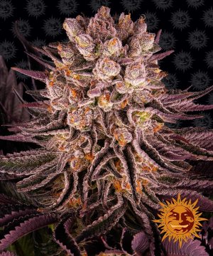 Семена Barney's Farm Seeds Mimosa EVO x Orange Punch (Феминизированные)