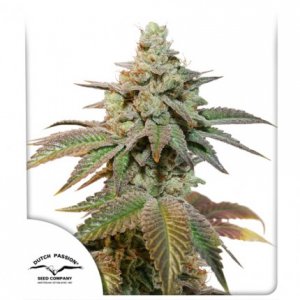 Семена Dutch Passion Seeds Auto Kerosene Krash (Автоцветущие феминизированные)
