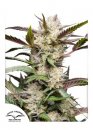 Dutch Passion Seeds Auto Mimosa Punch (Автоцветущие феминизированные)