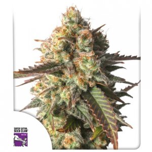 Семена Dutch Passion Seeds Strawberry Chemdawg OG (Феминизированные)
