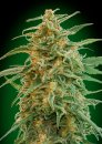 00 Seeds Auto Gorilla (Автоцветущие феминизированные)