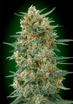 Семена 00 Seeds Gorilla Fast (Феминизированные)