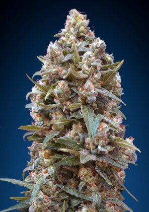 Семена 00 Seeds 00 Kush (Феминизированные)