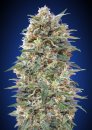 00 Seeds California Kush Fast (Феминизированные)