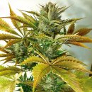 Flash Seeds California Haze (Автоцветущие обычные)